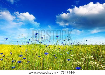Summer cloudy landscape with flowers field . Colorful landscape with flower meadof and blue sky.
