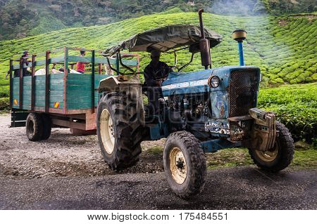 Cameron Highlands, Malaysia on October 19, 2016: Truck with tea and workers driving at BOH tea plantation
