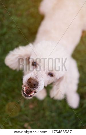 Mouth Of Barking White Poodle