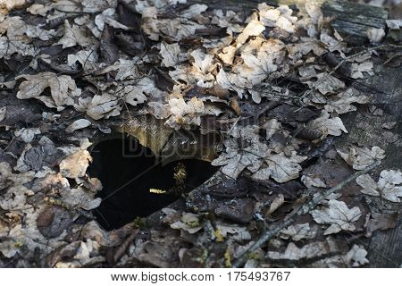heart on a wood door with leaves
