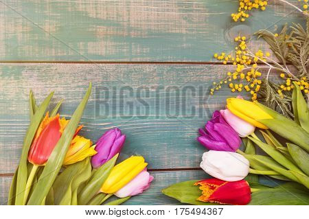Colorful spring tulip flowers on green wooden background with mimosa as greeting card with free space.