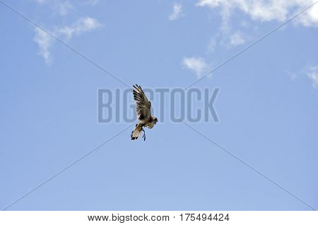 the nankeen falcon is flying high over head