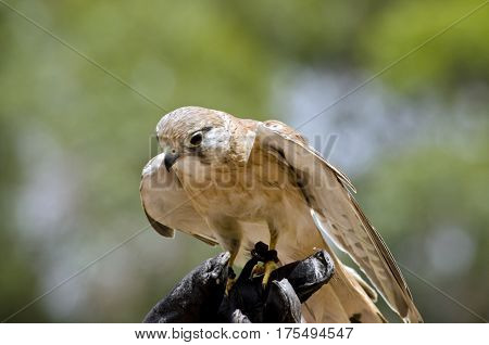 this is a close up of a nankeen falcon