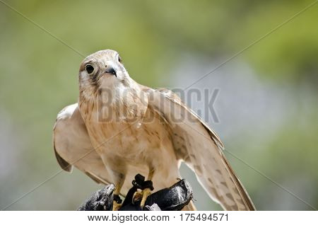 this is a close up of a nankeen falcon