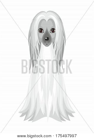 Afghan Hound. Vector image of a cute purebred dogs in cartoon style.
