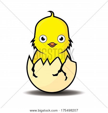 vector illustration yellow chicks just hatched from the egg