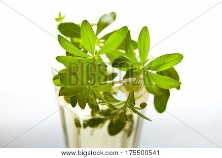 Woodruff Punch with Woodruff Herbs on bright background