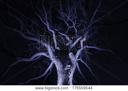 Spidery winter tree spotlighted from beneath giving it a spooky purple glow bare branches winter or halloween scene