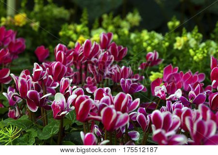 Natural flower background. Amazing nature close up of pink and red cyclamen flowers blooming in garden under sunlight at the middle of summer day. blurred greenery background