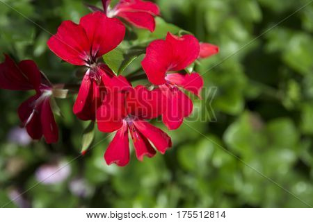 vivid red flower close up blurred green background selective focus