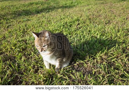 old cat in the grassland
