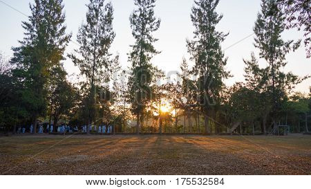 Summer Landscape At Sunrise. Pine Trees Growing In A Field And Sky In The Rays Of The Setting Sun