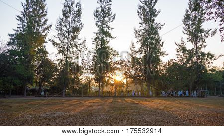 Summer Landscape At Sunrise. Pine Trees Growing In A Field And Sky In The Rays Of The Setting Sun