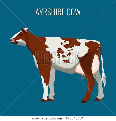 Ayrshire cow isolated on background. Vector illustration of realistic ayrshire dairy cattle with red and white markings.