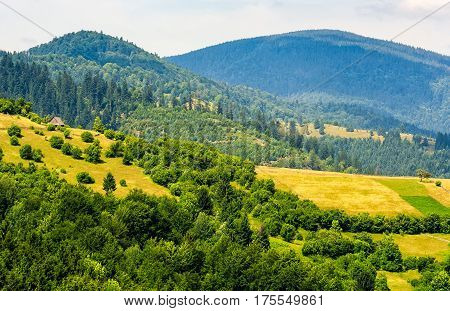 Forest On A Mountain Hillside In Rural Area