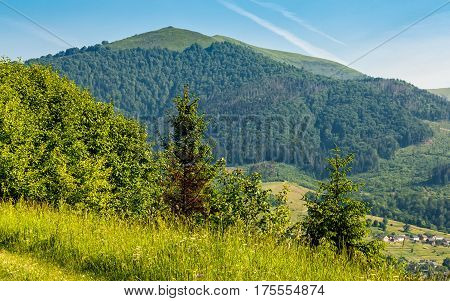 Forest On A Mountain Hillside In Rural Area