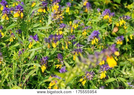 Wood cow wheat flowers (Melampyrum nemorosum) in the green summer meadow.