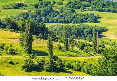 Forest On A Mountain Hillside In Rural Area