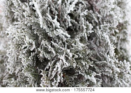 Coniferous (Thuja) branches covered with hoarfrost in the winter forest.