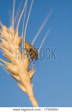 Lelijk pest insecten kruipen op tarwe gewassen