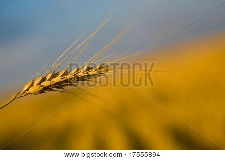 Крупный Золотой цветные weat