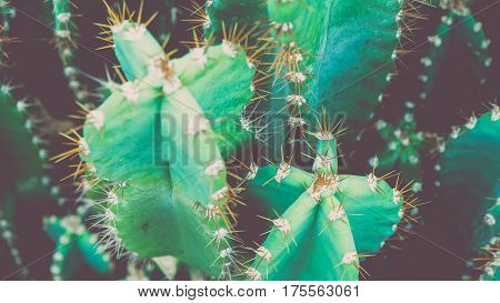 Green Cactus, barrel cactus shoted from top in vintage look, Thailand