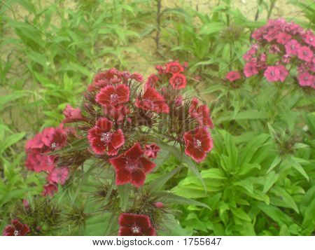 Bloem In de Eram tuin Shiraz - Iran