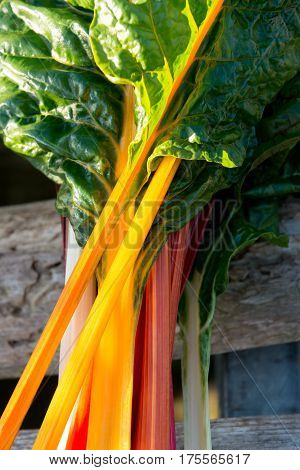 Swiss Chard Leaves On Orange, Red, And White Stems