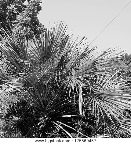 Palm Tree Leaves In Black And White