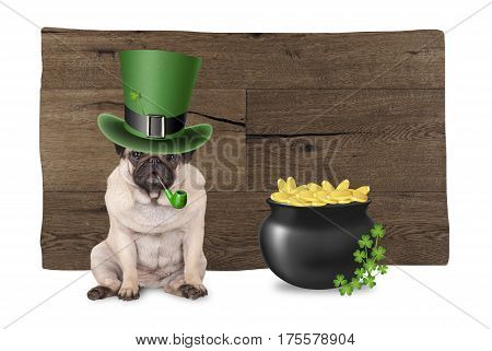 sweet pug puppy dog with st. patrick's day hat and pipe sitting next to pot with gold and shamrock on wooden background