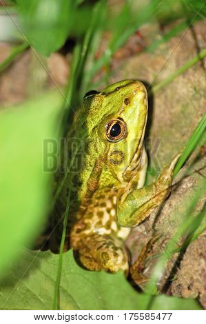 Frog In Grass