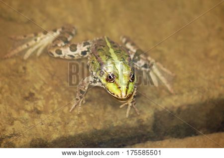 Frog In The Pond