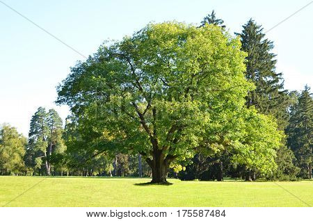 Greeen oak tree in the park over blue sky