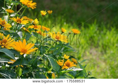 Heliopsis Helianthoides, Yellow Flowers