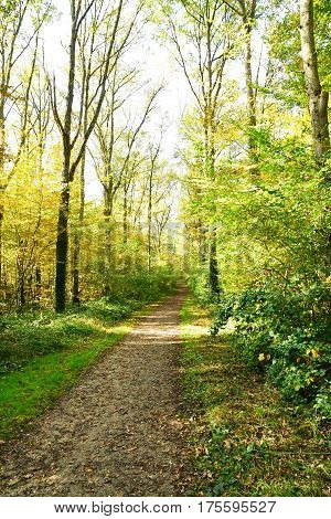 Verneuil sur Seine; France - october 30 2016 : the forest in the west of the city