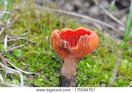 Scarlet Elf cup Mushroom (Sarcoscypha austriaca) growing in early spring