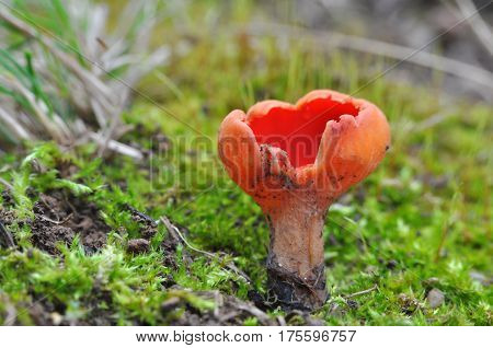 Scarlet Elf cup Mushroom (Sarcoscypha austriaca) growing in early spring