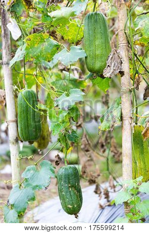Luffa gourd plant in garden luffa cylindrica