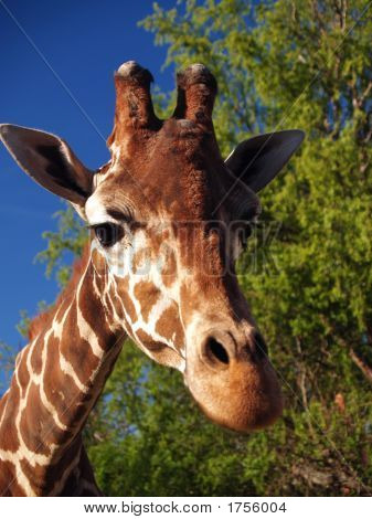 Giraffe