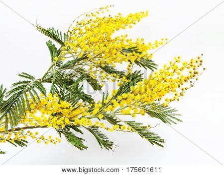 Branches of a blossoming mimosa. Yellow spring flowers. The symbol of spring.