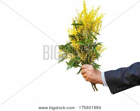 A bouquet of mimosa in the outstretched hand. A man's gift to his beloved woman. Congratulation. The symbol of spring.