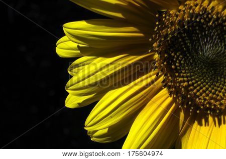 close up of yellow sunflower on black background
