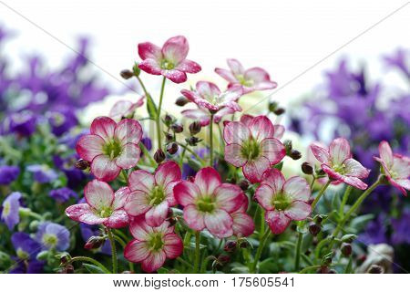 Closeup of pink and white mossy Saxifrage flowers with a defocused background of purple flowers. Isolated on white