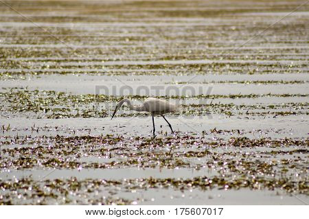 Great white egret with sand-worm fishing on the sandy beach of Bamburi near Mombasa in Kenya