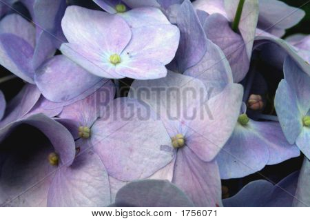 Hortensia púrpura Closeup