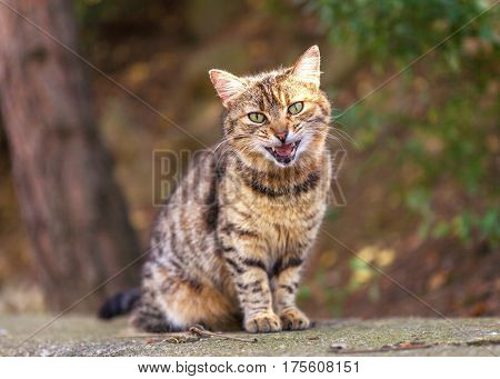 Red tabby cat sitting angry on the street and meowing.