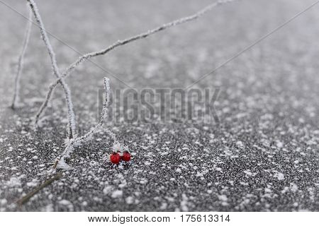 Beautiful frozen red berries on branch with ice crystals.  Frosted berries under snow on freezing weather.