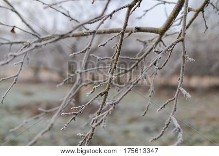branches closeup covered with hoarfrost on a background of frozen grass without snow.  Frosty landscape. Frost texture. Frozen background. Frozen vegetation.