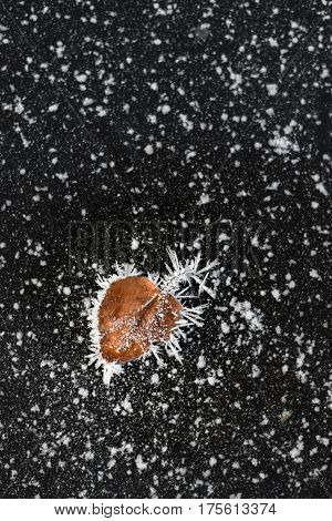 Dead standalone leaf macro covered with frost over black ice background with snowy stars. Frosting pattern. Black ice with snow texture. Frost snow.