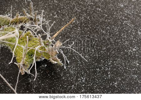 Frosty moss with spider net close up with copy space against black snowy ice background. Freezing weather, winter background.